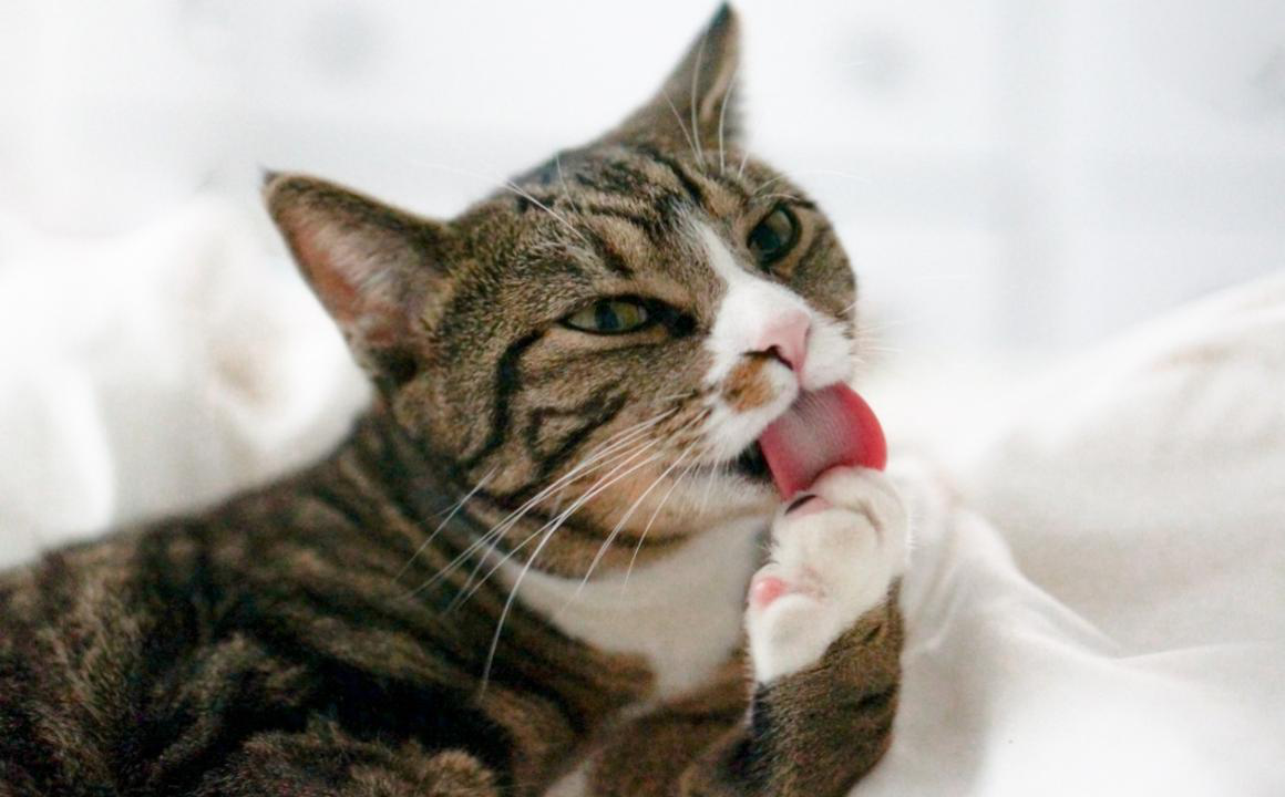 Mon chat boite mais ne se plaint pas, qu'est-ce qui ne va pas ?