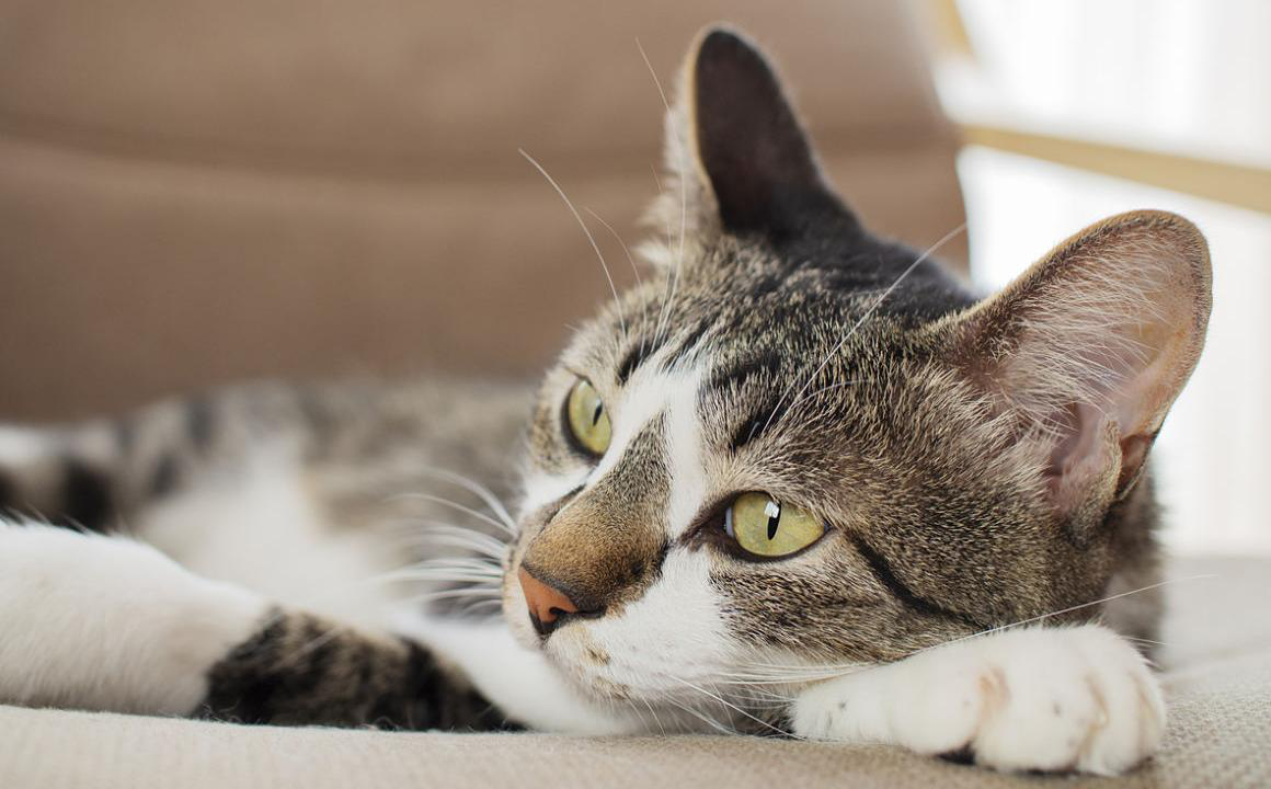 Anisocoria gatto, cos'&egrave;?