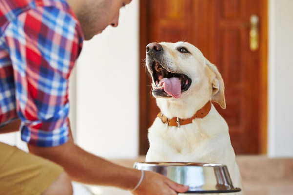 Nourriture pour chiens : quelles sont les meilleures et pourquoi ?