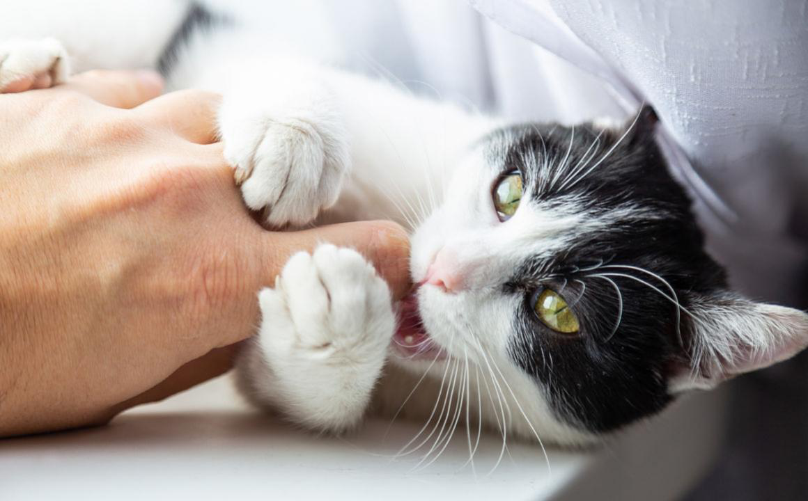 Come sgridare un gatto quando morde?