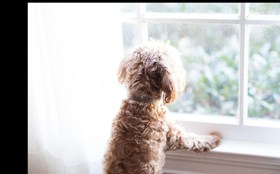 Cani maschi in calore, di che si tratta?