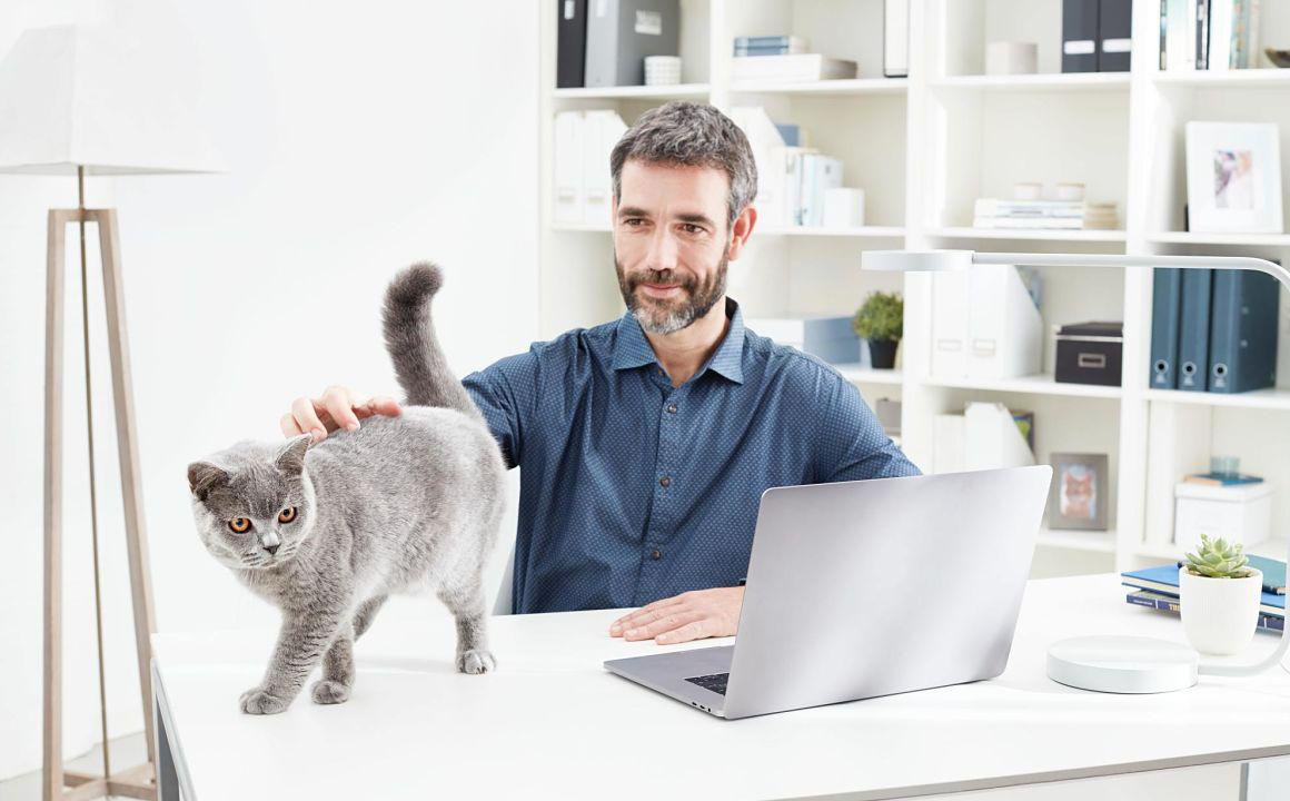 Qual &egrave; il miglior cibo per gatti sterilizzati?