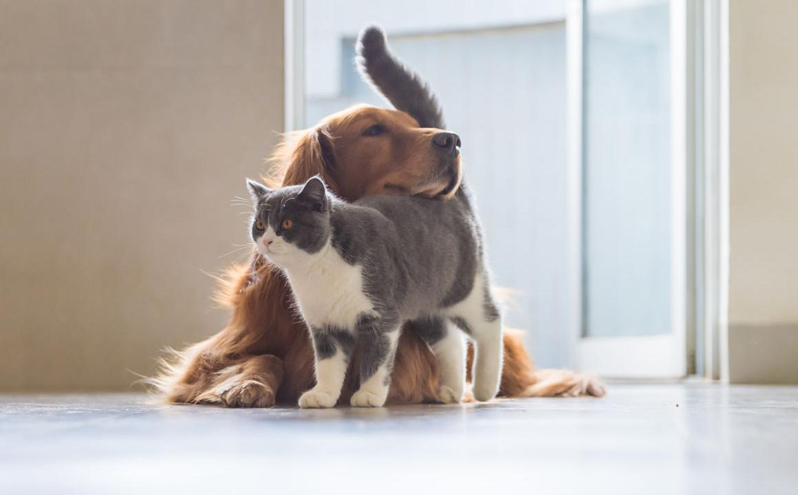 COMMENT R&Eacute;USSIR UNE COHABITATION CHAT-CHIEN ?