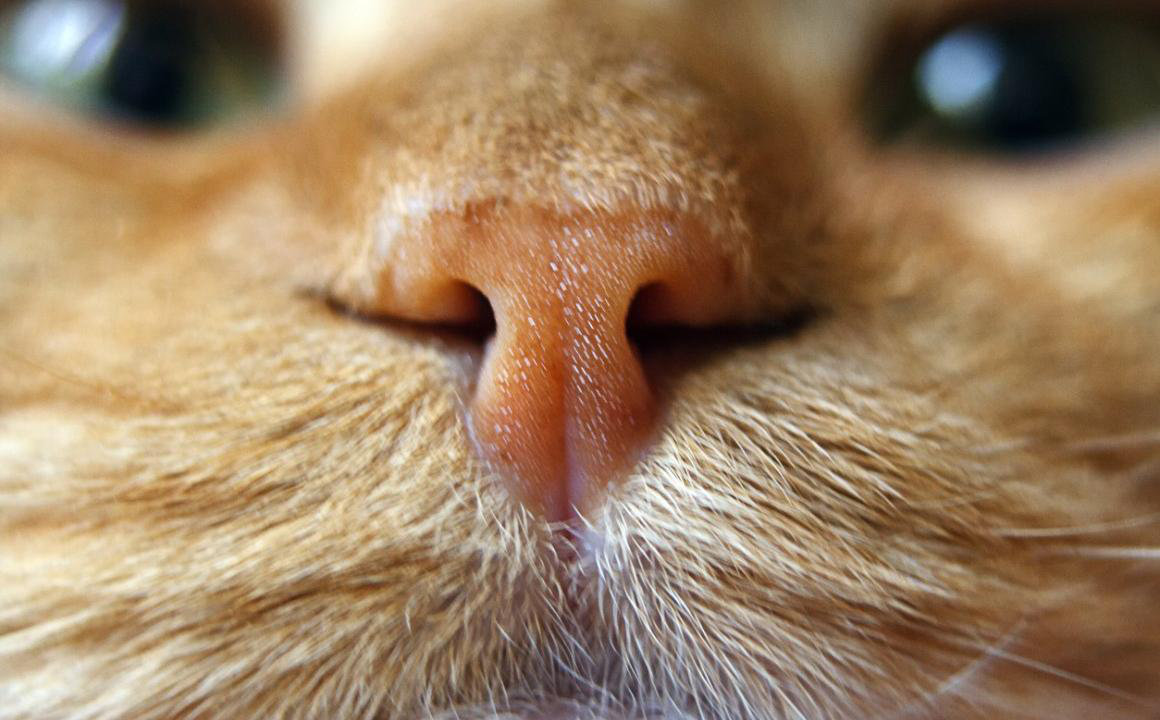 CRO&Ucirc;TE NOIRE SUR LE NEZ DU CHAT : QU&rsquo;EST-CE QUE C&rsquo;EST?