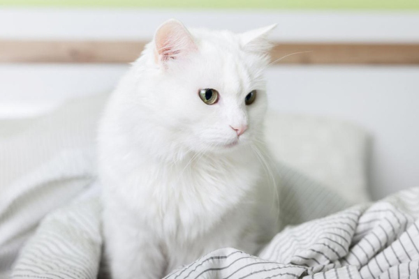 KEDİM BENİ UYUTMUYOR. NE YAPABİLİRİM?