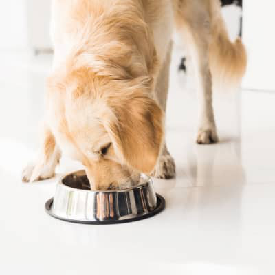 Beneficios del arroz para perros