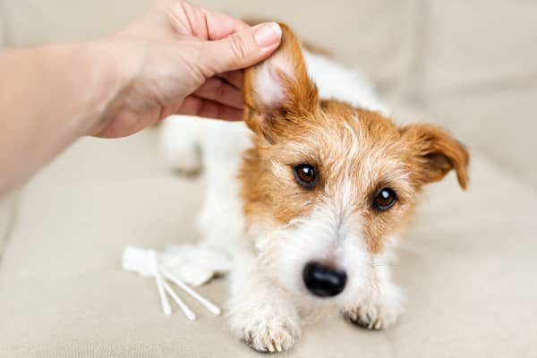 Les causes de l&rsquo;oreille sale chez le chien : est-ce une otite ?