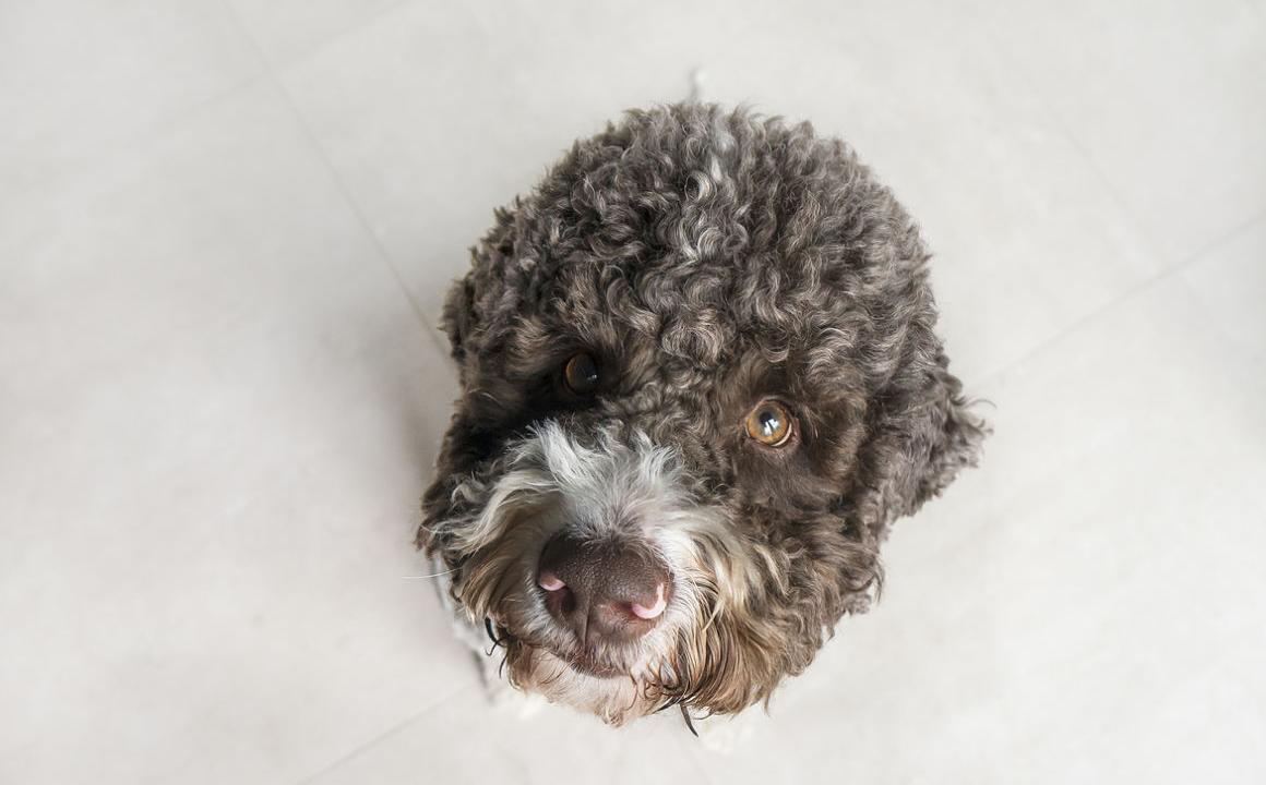 Mi perro tiene mocos: Consejos pr&aacute;cticos