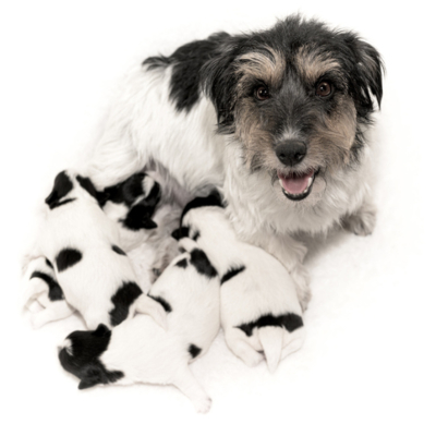 Quantas vezes um cachorro deve comer por dia