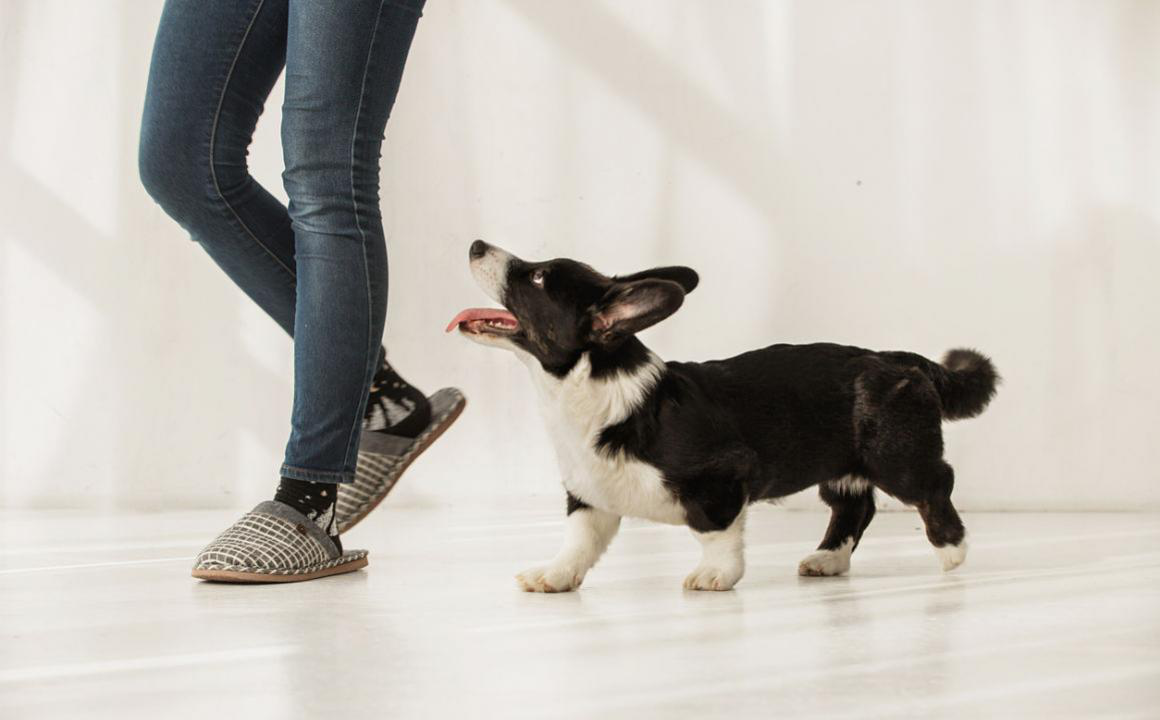 Mi perro me muerde los pies cuando camino, &iquest;qu&eacute; hago?