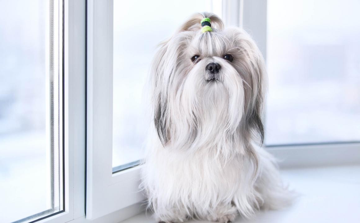 Shih Tzu