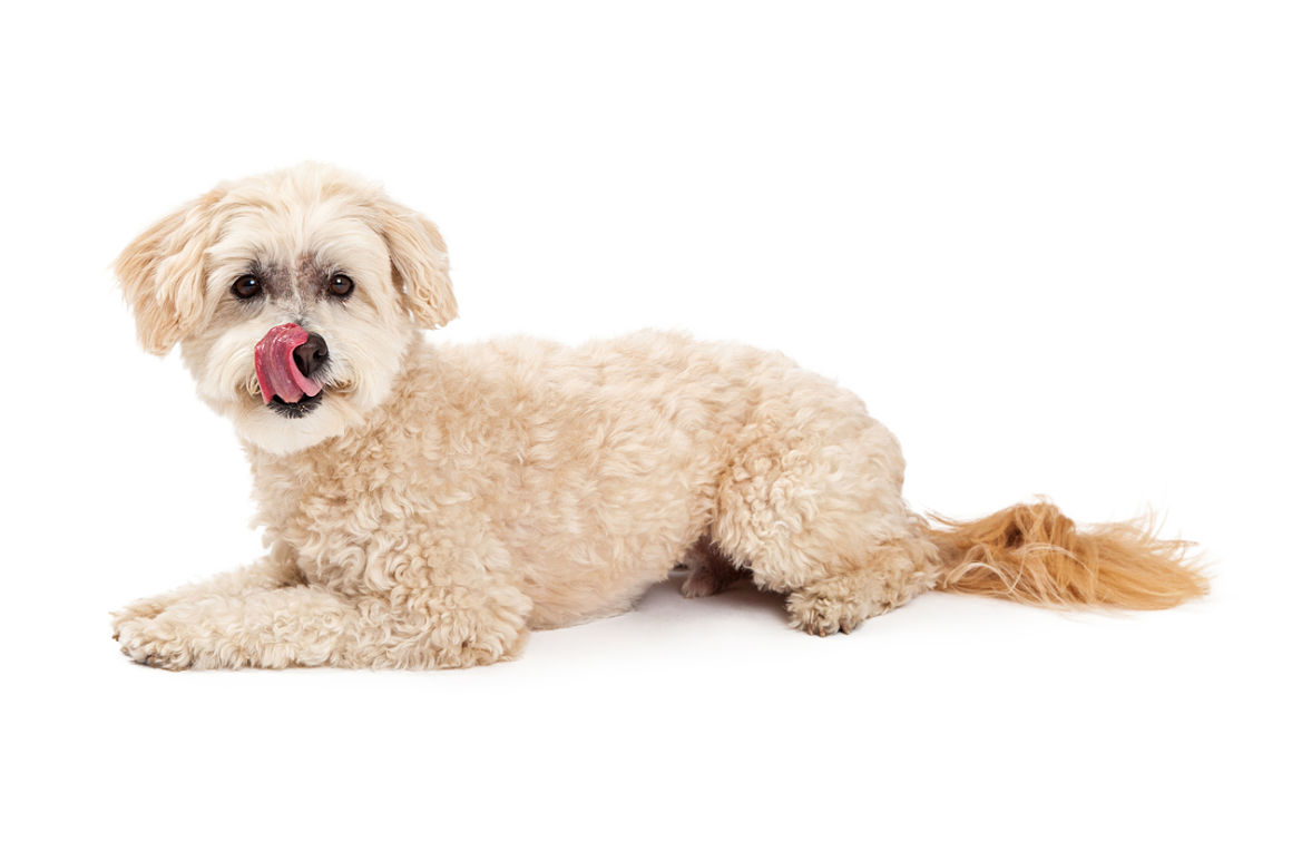 mon-chien-mange-trop-vite-002.jpg