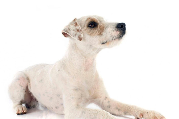 Parson Russell Terrier. Caracteristici principale