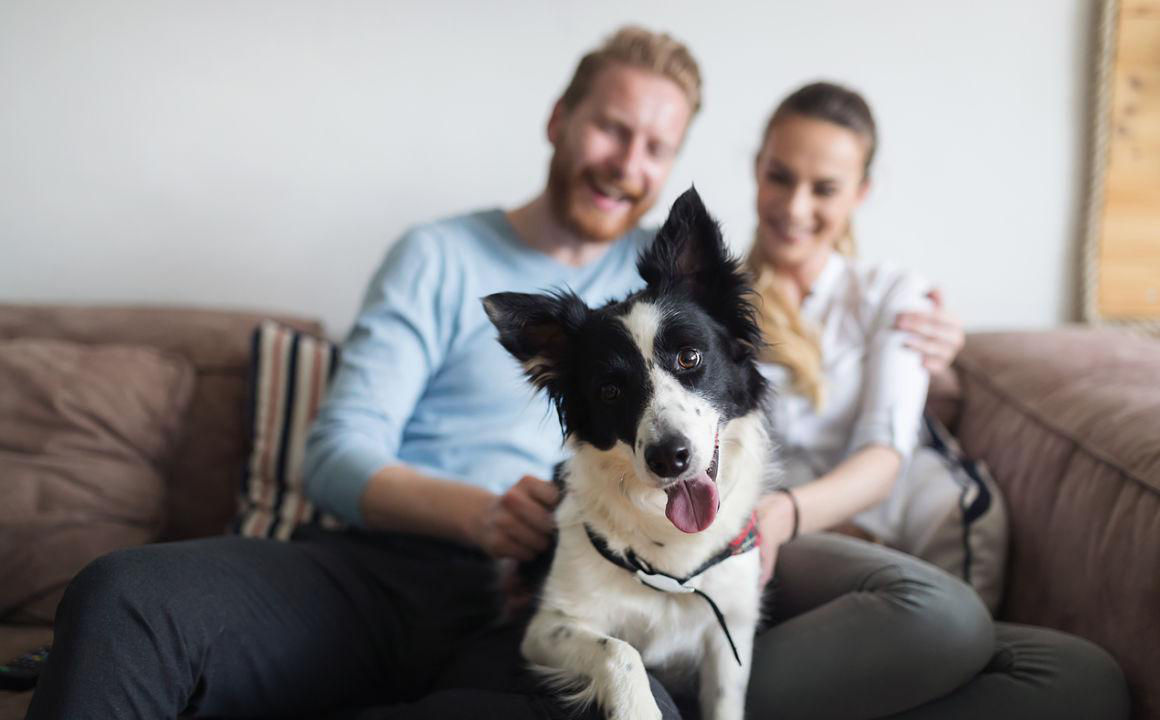 C&oacute;mo escoger la residencia para perros