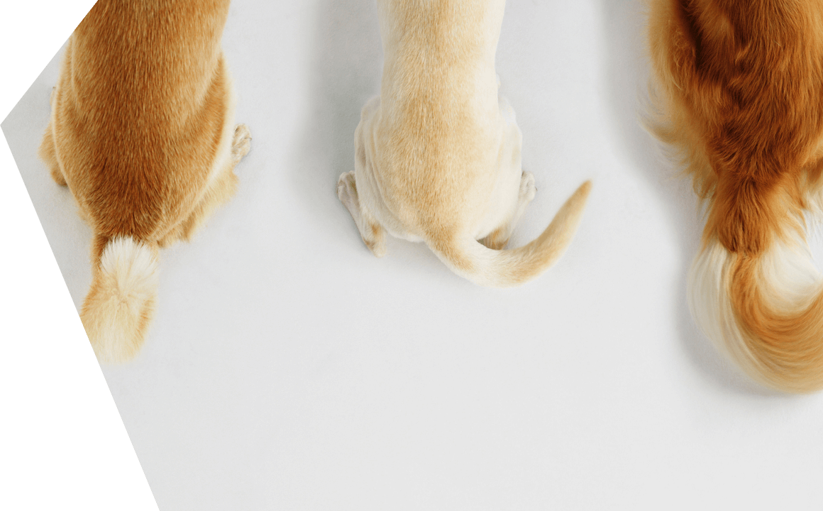 A cauda um eficaz indicador de sa&uacute;de