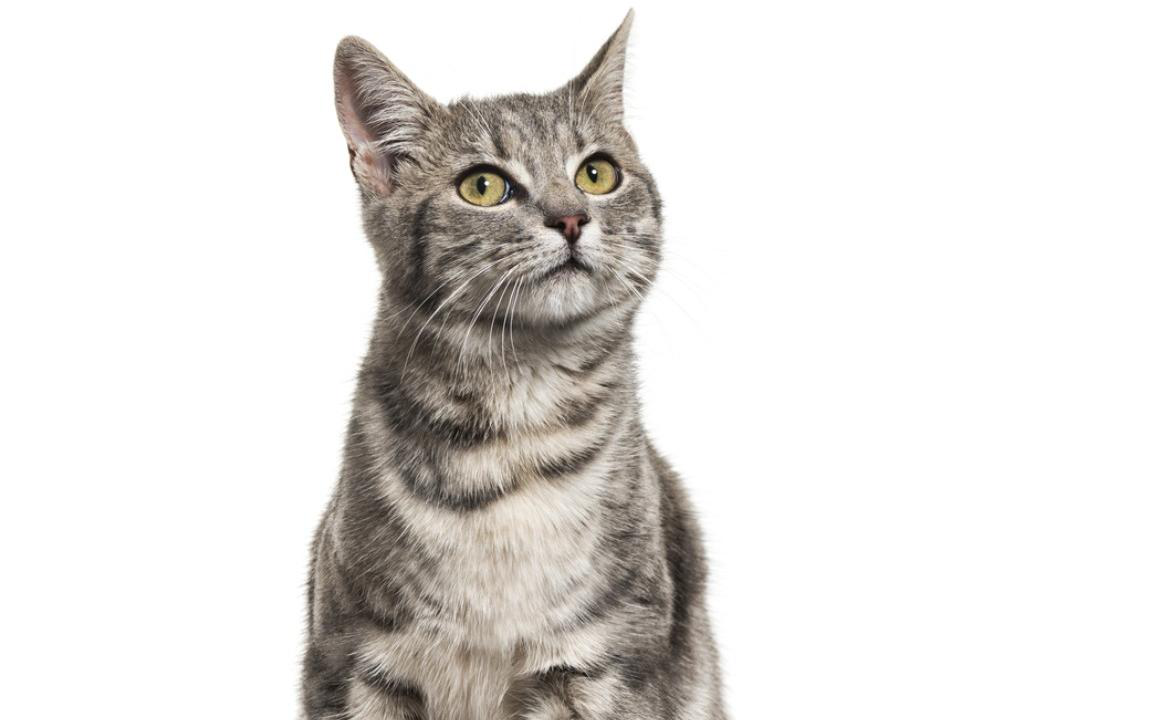 A cosa servono i baffi dei gatti?