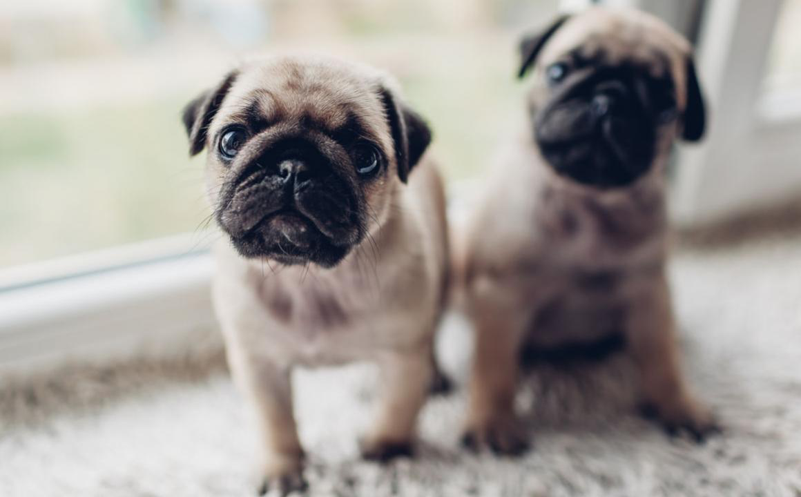 L&rsquo;isolamento per il COVID-19 con il tuo cucciolo: come prenderti cura di lui