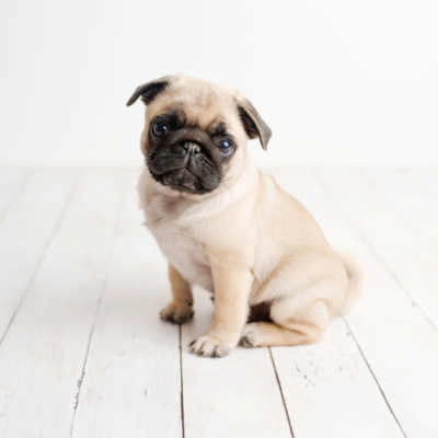 Descubra as peculiaridades de um c&atilde;o pug