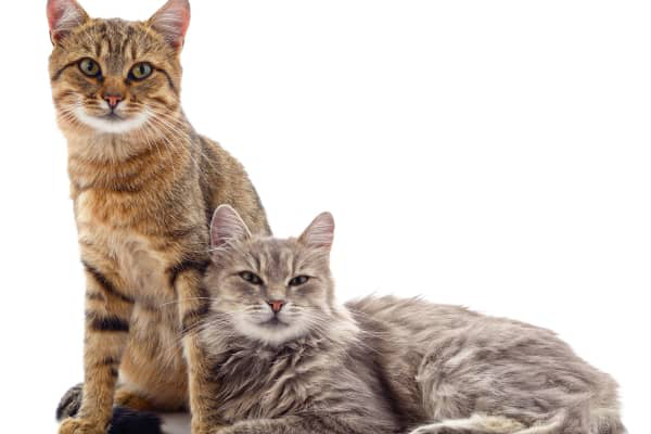 Gata en celo: fases y duraci&oacute;n, comportamiento y consejos