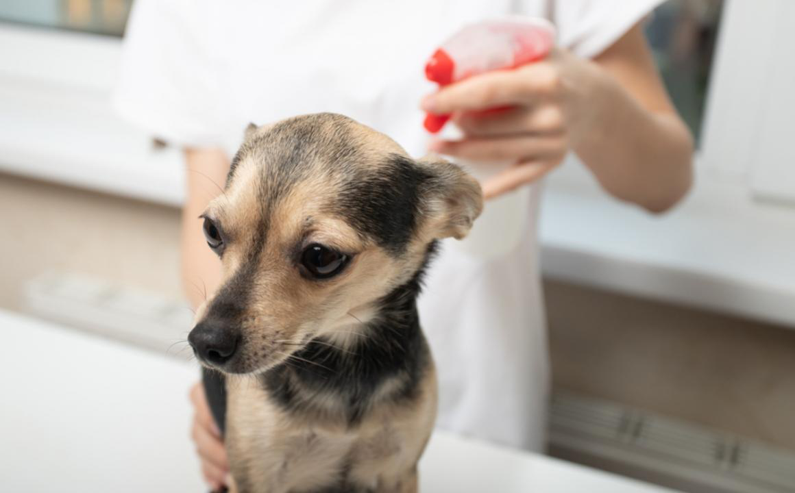 DERMATITE DU CHIEN : CAUSE ET TRAITEMENT