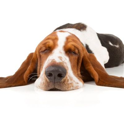 ARTROSIS EN PERROS: &iquest;QU&Eacute; CUIDADOS NECESITA?