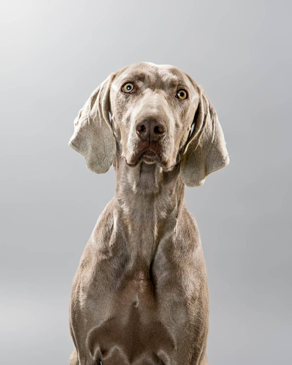 Weimaraner-003.jpg