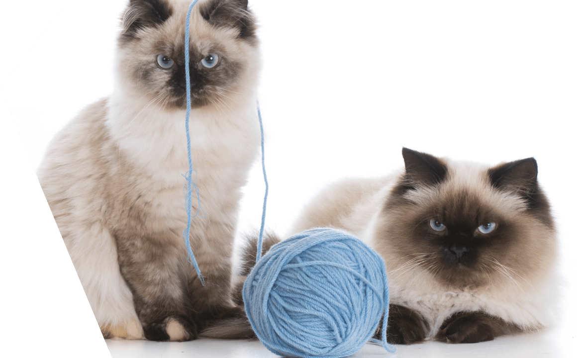 Il secondo gatto in casa