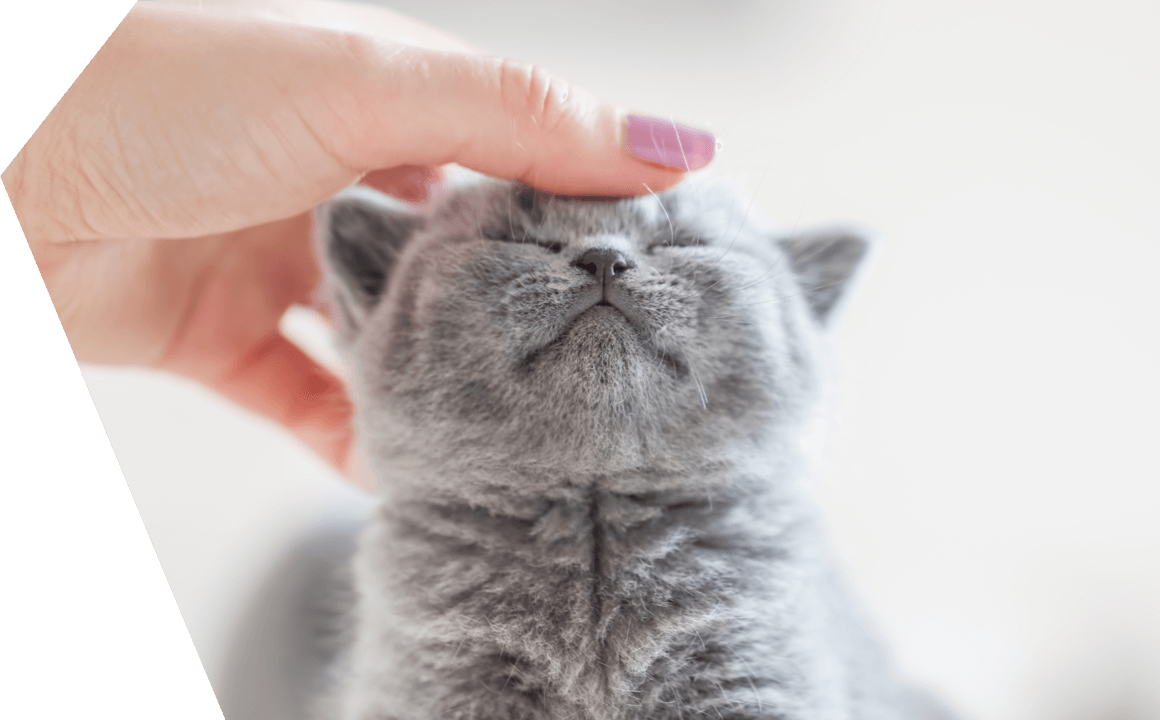 Perch&eacute; fa le fusa?