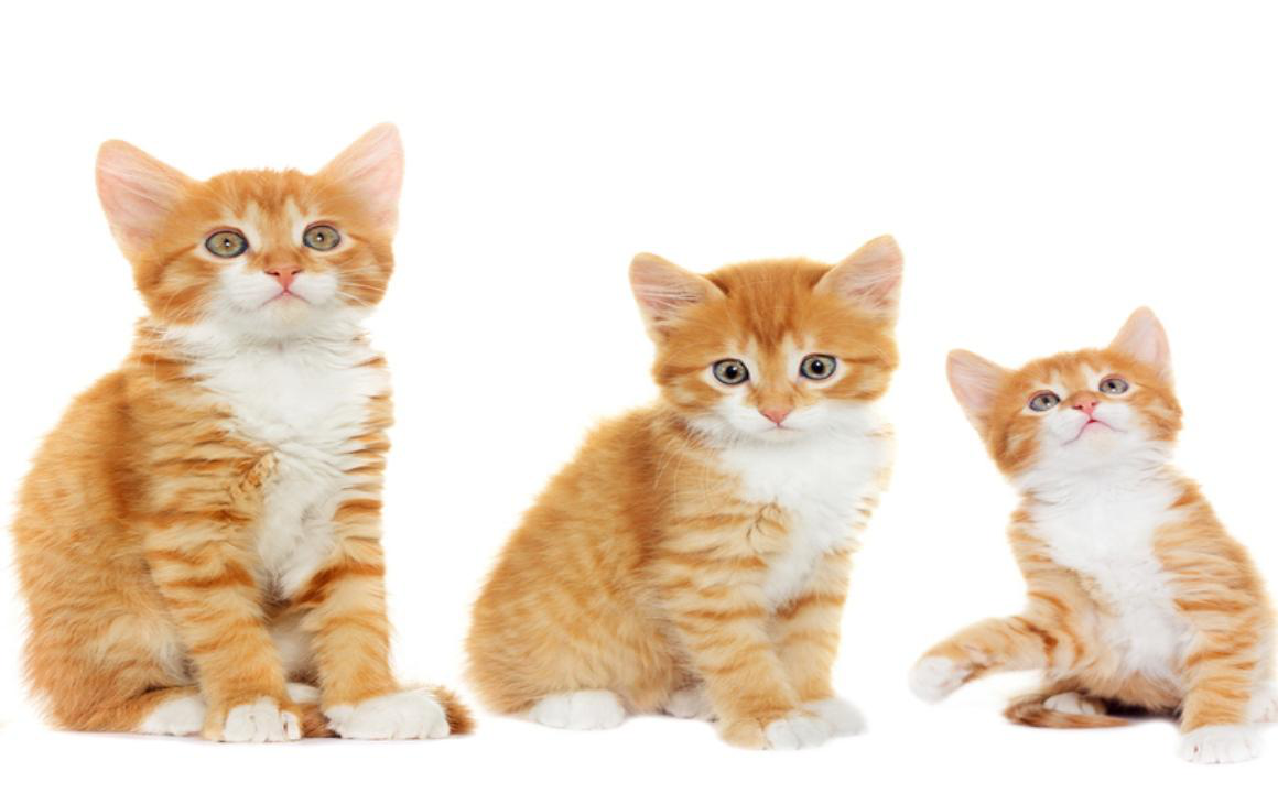 &iquest;A que edad dejan de crecer los gatos?