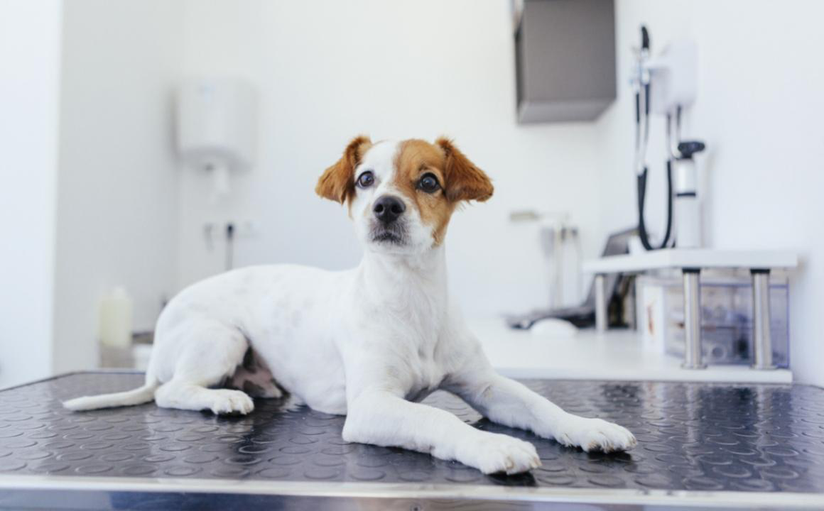 Sterilisatie bij honden: wat moet je weten?