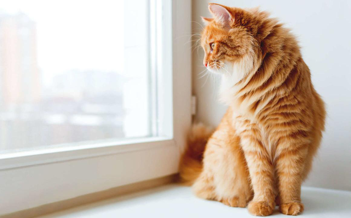 &Eacute;ternuements chez le chat : occasionnels ou persistants ?