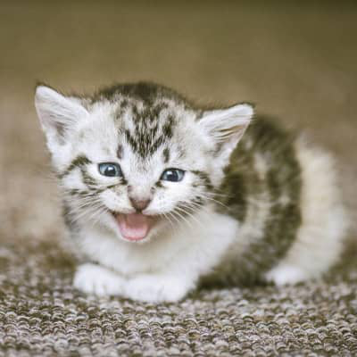 &Gamma;&Iota;&Alpha;&Tau;&Iota; &Epsilon;&Iota;&Nu;&Alpha;&Iota; &Pi;&Epsilon;&Rho;&Iota;&Epsilon;&Rho;&Gamma;&Omicron; &Tau;&Omicron; &Nu;&Iota;&Alpha;&Omicron;&Upsilon;&Rho;&Iota;&Sigma;&Mu;&Alpha; &Tau;&Eta;&Sigma; &Gamma;&Alpha;&Tau;&Alpha;&Sigma; &Mu;&Omicron;&Upsilon;;