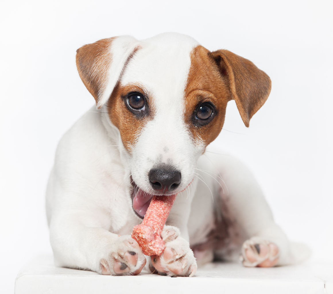 friandises-chien-002.jpg