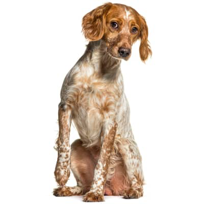 Estornudo inverso o tos inversa en perros: &iquest;qu&eacute; es?