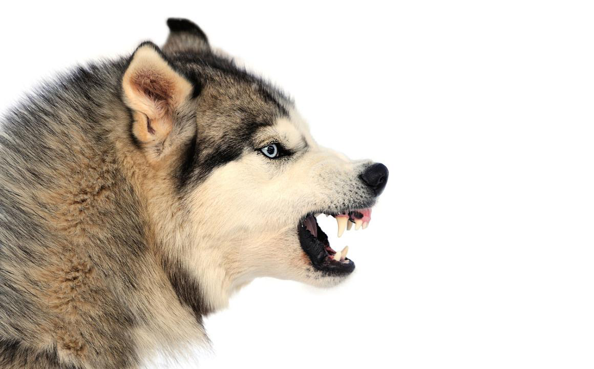 Ho un cane aggressivo, cosa faccio?