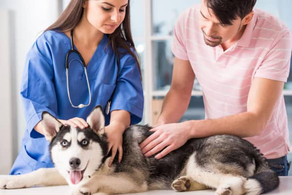 DIARREA GIALLA CANE: CAUSE E TRATTAMENTO