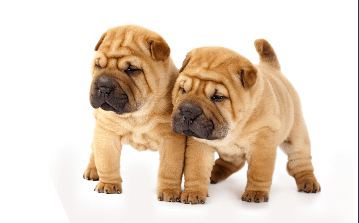 SHAR PEI PUPPY