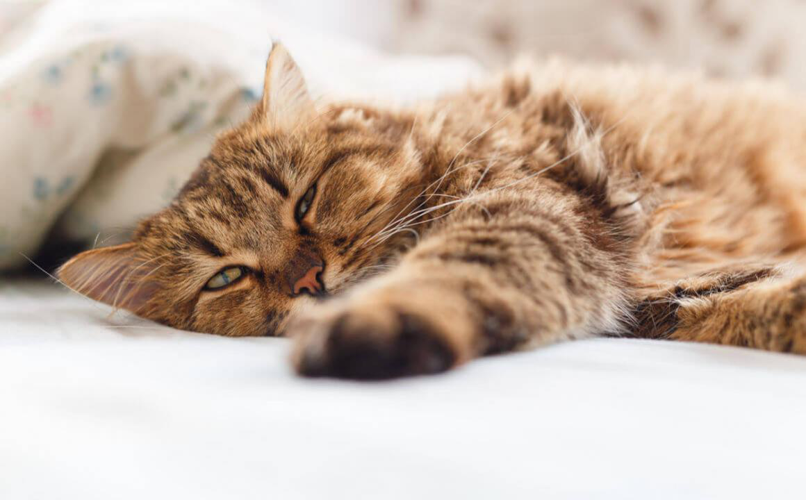 Mon chat est triste, est-il en d&eacute;pression ?