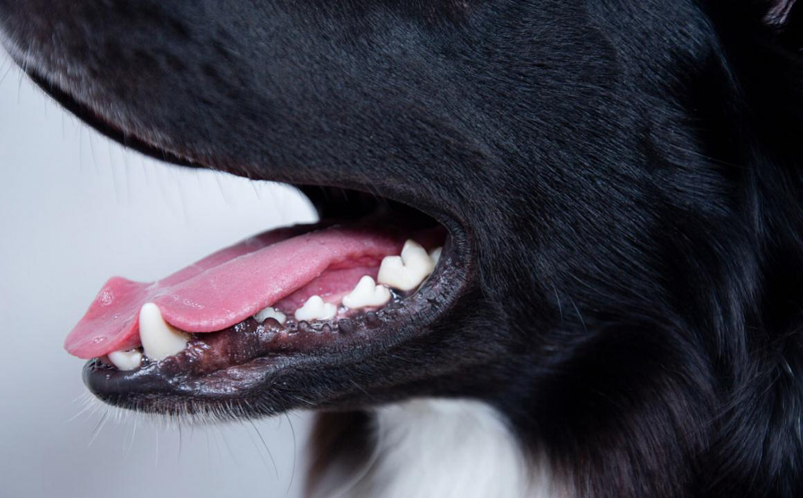 Alito cattivo cane: come combatterlo
