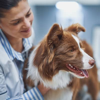 Prednisona en perros: cu&aacute;ndo usarla y qu&eacute; debes saber