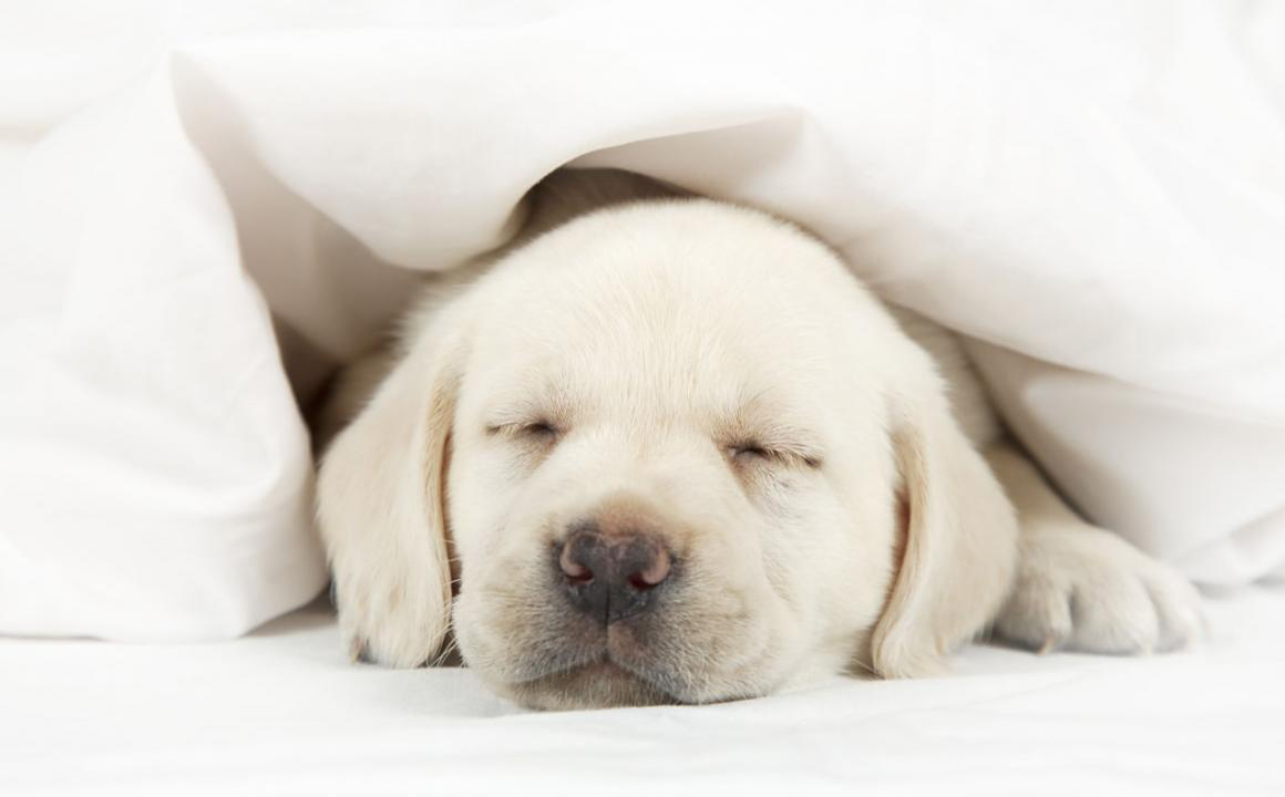 &iquest;C&oacute;mo hacer que un cachorro deje de llorar?