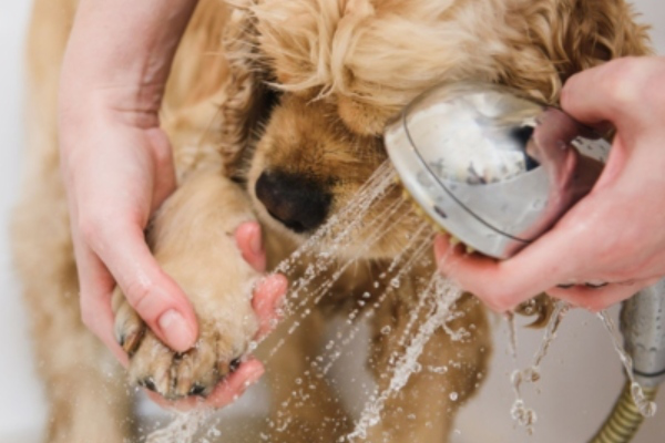 Peut-on laver un chiot de 2 mois ?