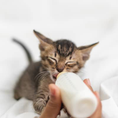 &iquest;C&oacute;mo alimentar a un gato bebe y cu&aacute;nta leche darle?