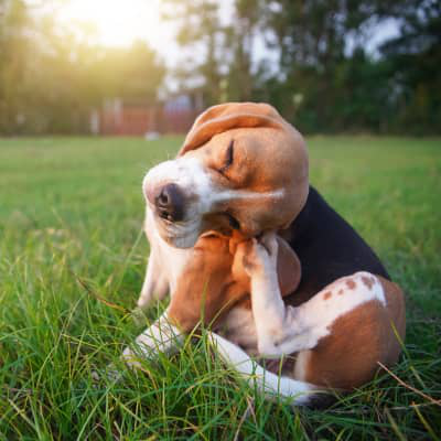 DERMATITE ALIMENTARE: UNA DELLE CAUSE DI PRURITO DEL NOSTRO CANE SPESSO SOTTOVALUTATA