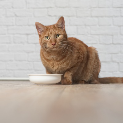 Por qu&eacute; mi gato est&aacute; deca&iacute;do, causas, s&iacute;ntomas y prevenci&oacute;n