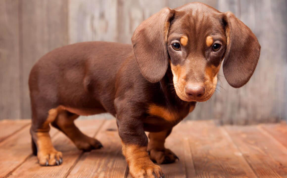 TAKSIS (DACHSHUND)