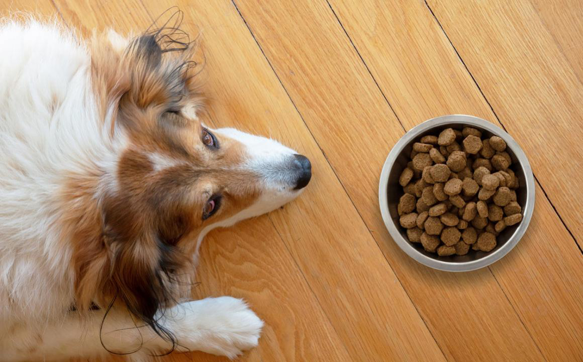 Alergias alimentarias en perros: s&iacute;ntomas y dietas