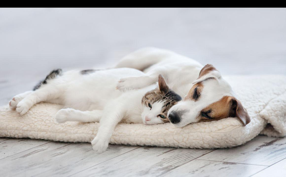 &iquest;Puedo dar comida de gatos para perros?