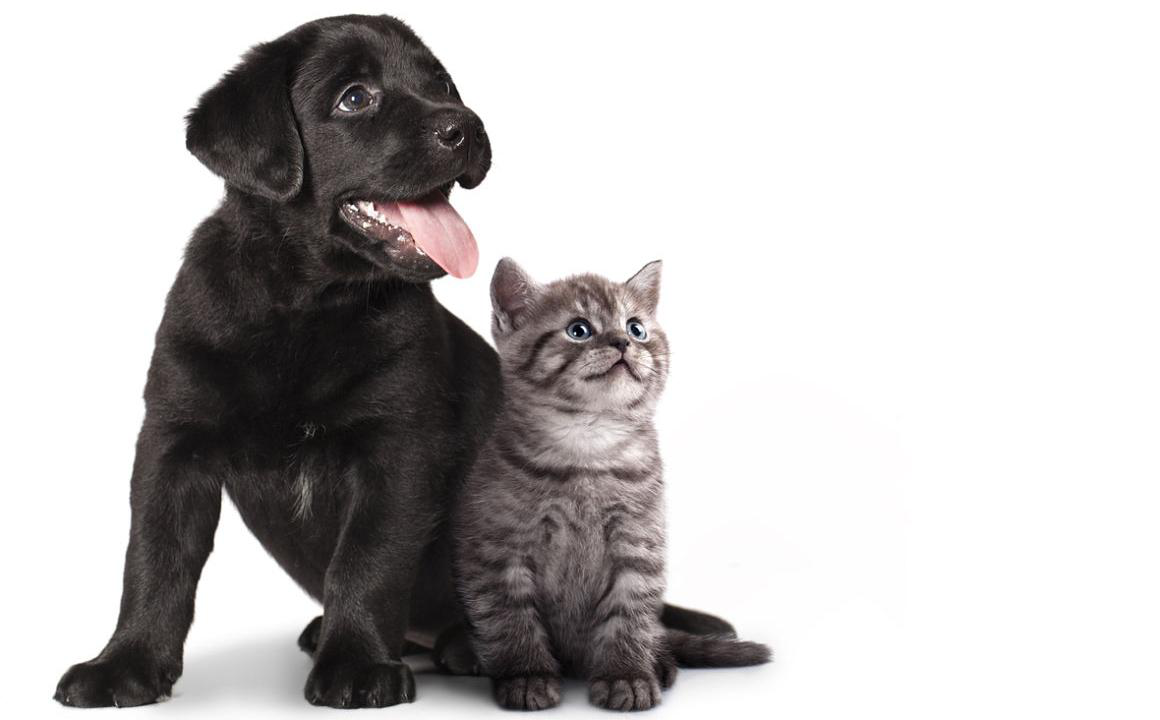 Comment aborder le post-confinement avec votre chiot ou votre chaton ?