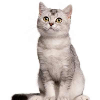 &iquest;En qu&eacute; consiste el FLUTD en gatos?